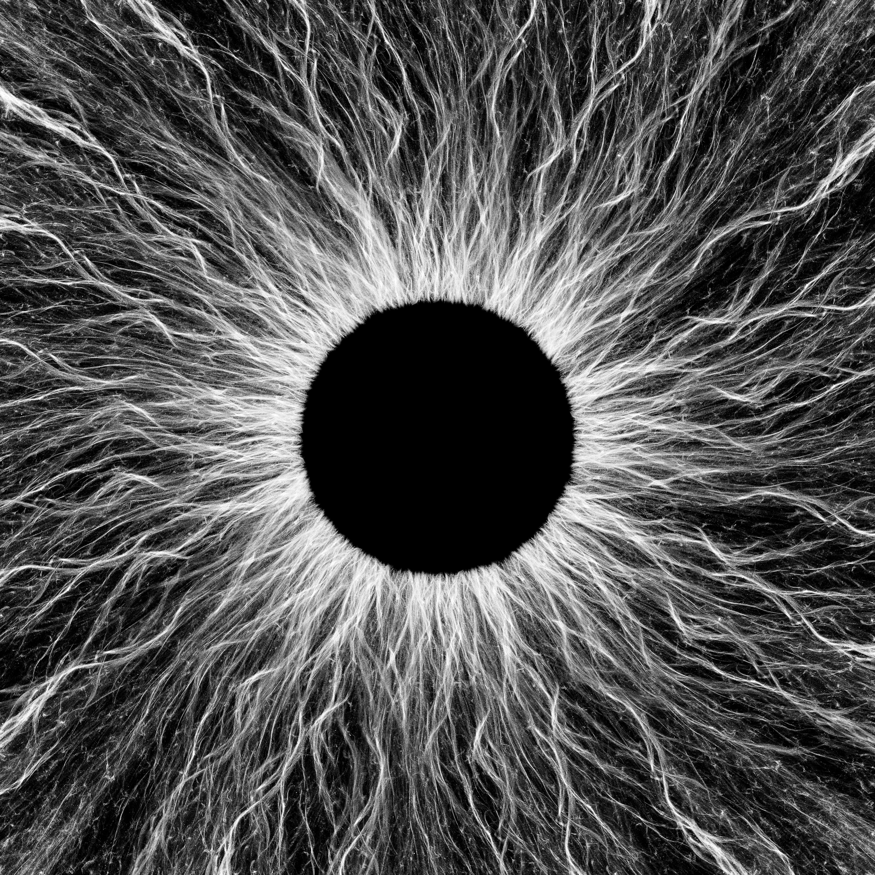 Shagam_Josh_Semblance_01